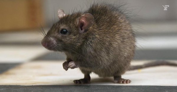 ЈЕЗИВ СНИМАК: Пацови преплавили Париз (ВИДЕО)