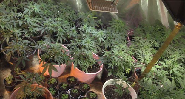 Пронађене лабораторије марихуане у Суботици и Сомбору, три особе ухапшене (ВИДЕО)