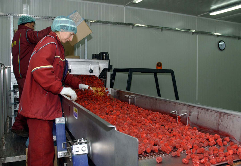 Цена малине без договора