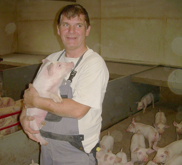 Можемо да узгојимо чак 14 милиона свиња