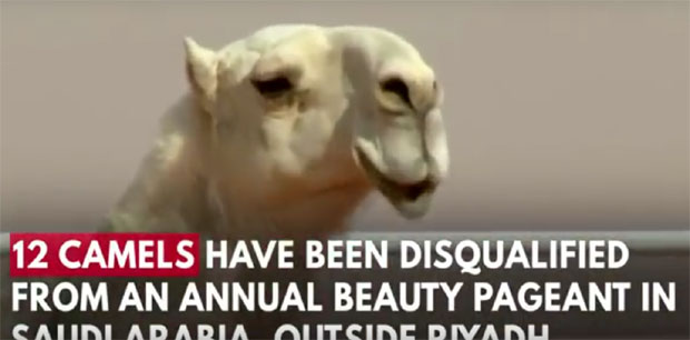 ПРЕВАРЕ НА ИЗБОРУ ЗА МИС: 12 камила елиминисано на конкурсу лепоте због ботокса (ВИДЕО)