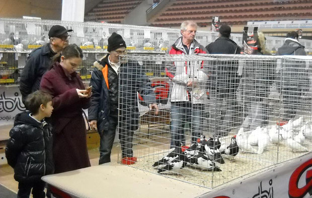 На градској паради 3.200 љубимаца