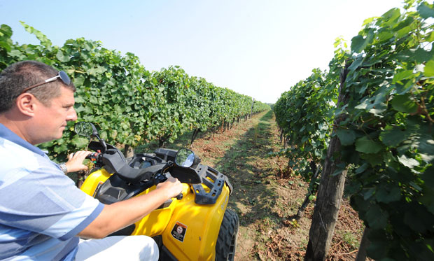 Универзитет у Новом Саду: Три семестра за винаре и виноградаре