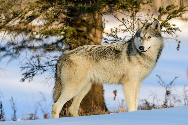 Вук по имену Трамп