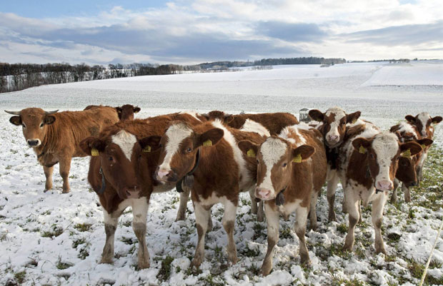 Општине поткопавају сточаре