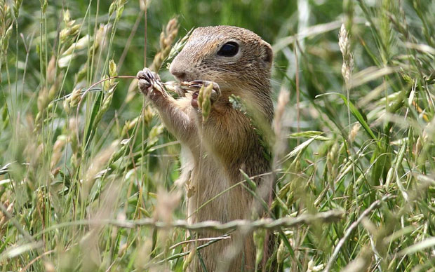 Кажњен са 50.000 динара због продаје текунице