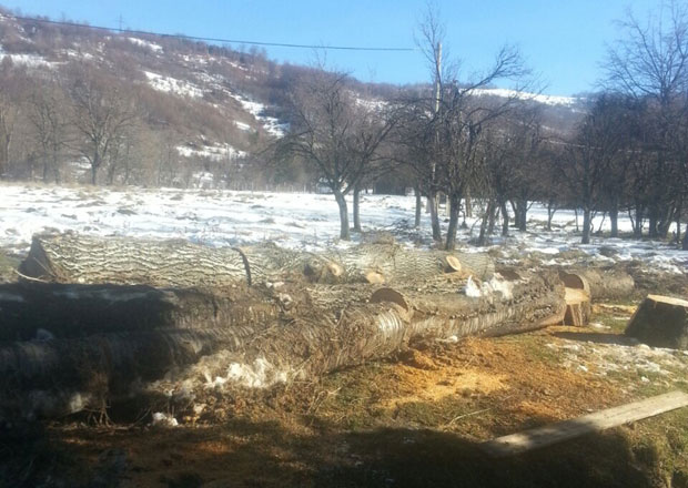 Султановић: Нисмо секли српску шуму