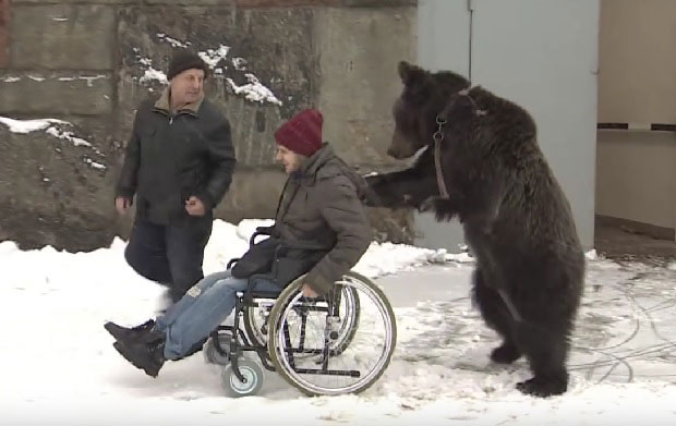 ТО ЈЕ ЛОЈАЛНОСТ: Мечка гура колица тешко повређеног газде (ВИДЕО)