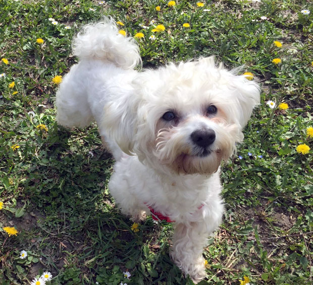 Који је кућни љубимац идеалан за твој знак? 