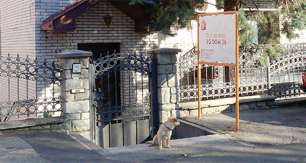 ВОЖДОВЧАНИ МЕСЕЦИМА НЕМАЈУ МИРАН САН: Лавеж паса смета комшијама