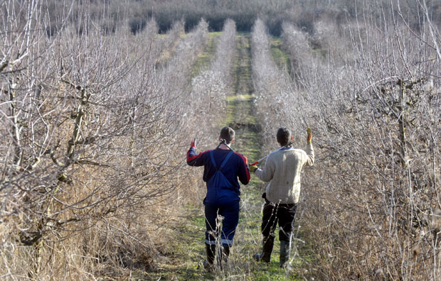 Воћари још страхују за род