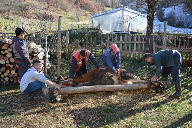 Миле све волове сад обува бесплатно