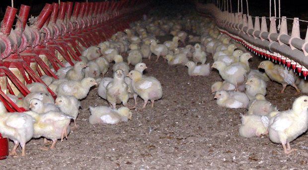 Породици Ђокић из Косовске Каменице донирани пилићи 