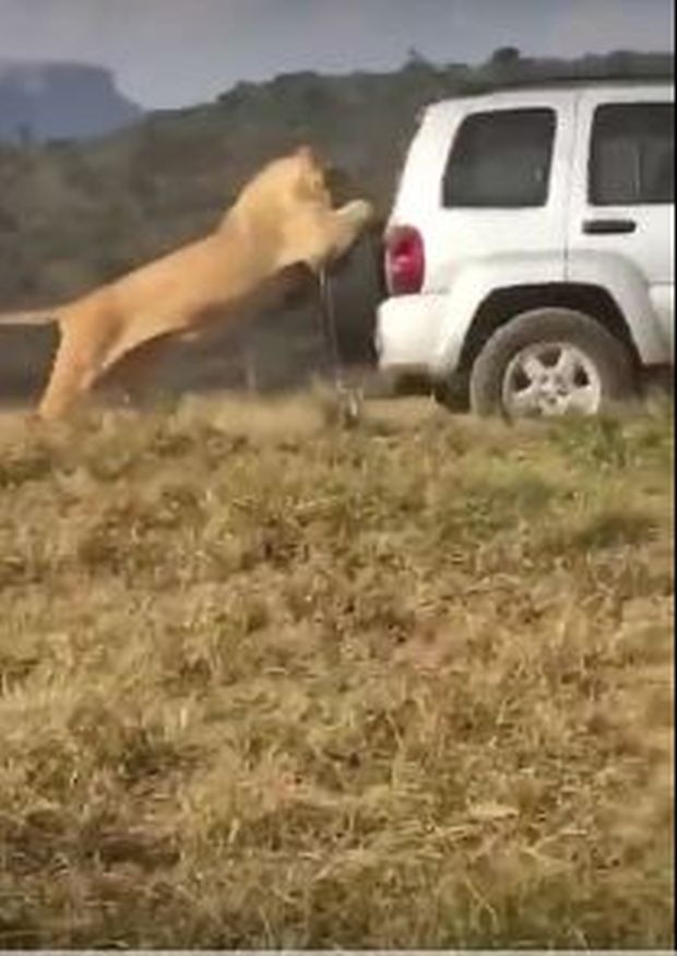 КРАЉЕВСКА ПРАТЊА: Кад лав погура аутомобил (ВИДЕО)