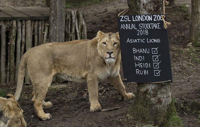 Лондонски зоо врт пребројао своје становнике (ФОТО)