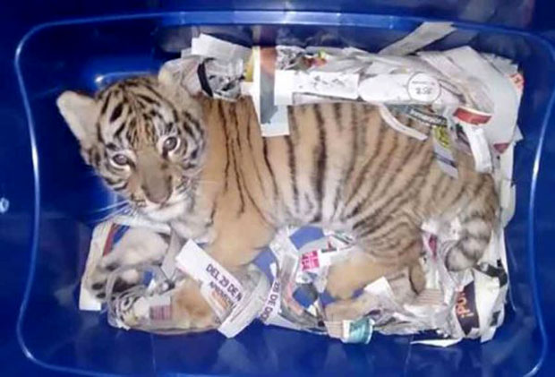 Мексико: Младунче тигра послато брзом поштом