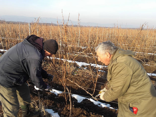 Сезонци орезују Рубинов виноград