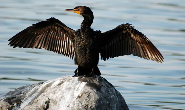 Узгајивачи рибе у Хрватској траже одбрану од корморана