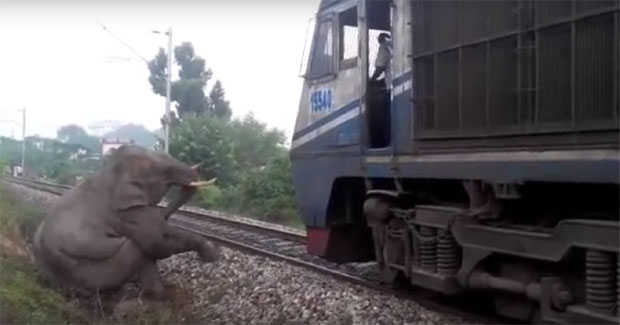 Четири слона страдала у судару с возом у Индији (ВИДЕО)