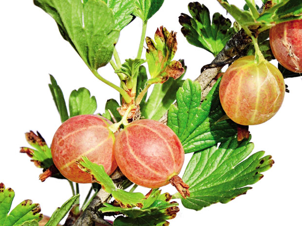 Огрозд - природни детоксикатор