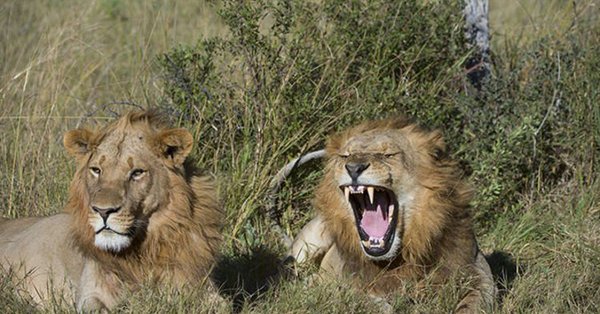 Лавови појели ловокрадицу