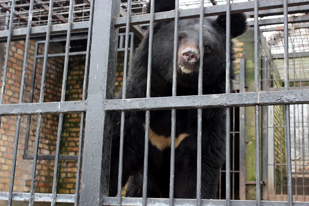 Медведи у ЗОО врту у Јагодини нису видели своју сенку