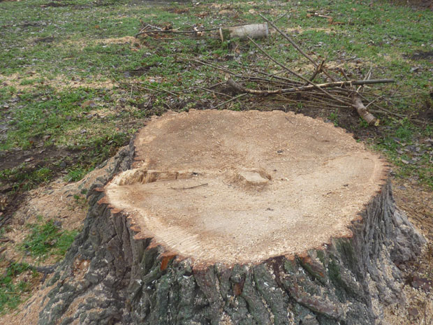 Зима посекла тополе