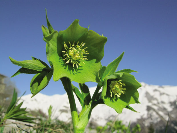 Бели кукурек - хомеопатски лек за туморе