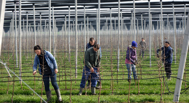 Воће се пробудило