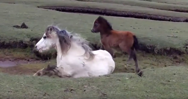 Мали ждребац није хтео да остави своју повређену маму (ВИДЕО)