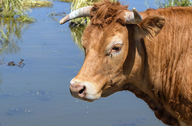 ФЕНОМЕН: Крава херој одбегла на острво и спасла се кланице