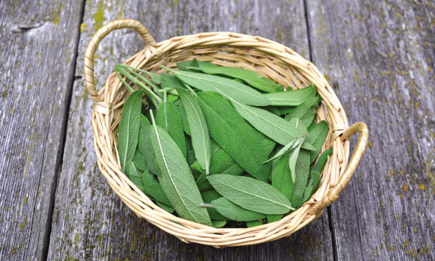 Жалфија добра за потенцију