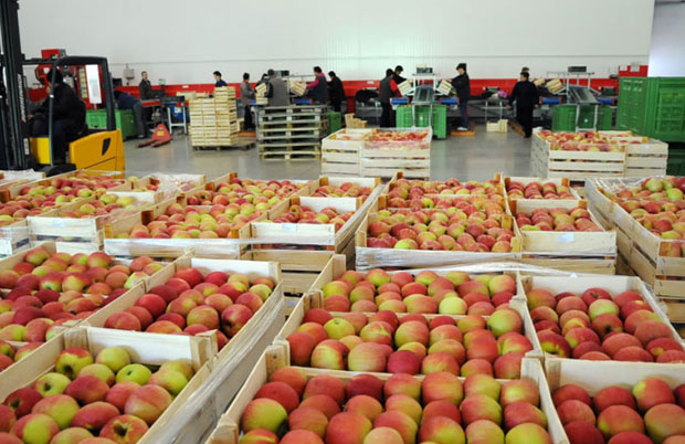 РЕАКЦИЈЕ НА ОПТУЖБЕ МИРКА ШАРОВИЋА: Српска није Русији потурала јабуке!