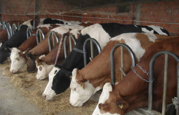 Кју грозница коси говеда у Никшићу