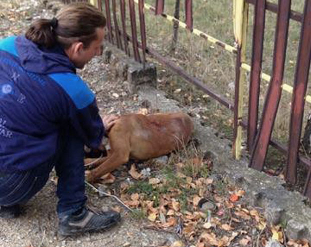 Врање: Пуцали на пса поред основне школе!