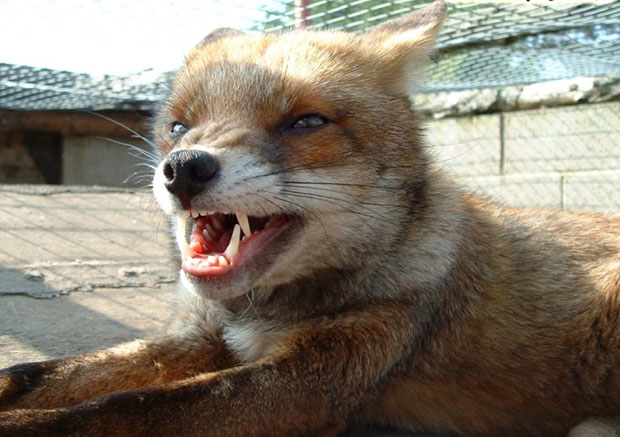 Лије појеле кокошке