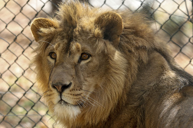 Два лава спасена с Блиског истока иду у Јужну Африку (ФОТО)