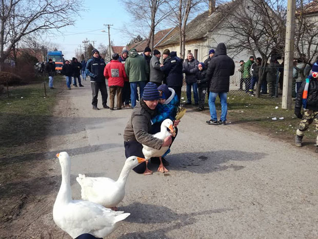 ДРУГИ ПУТ ШАМПИОН: Маргитарес најјачи гусан на свету
