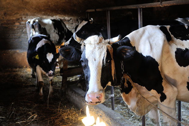 У НИКШИЋКОМ КРАЈУ БЕЗ НОВООБОЛЕЛЕ СТОКЕ: Заустављена грозница на свим фармама