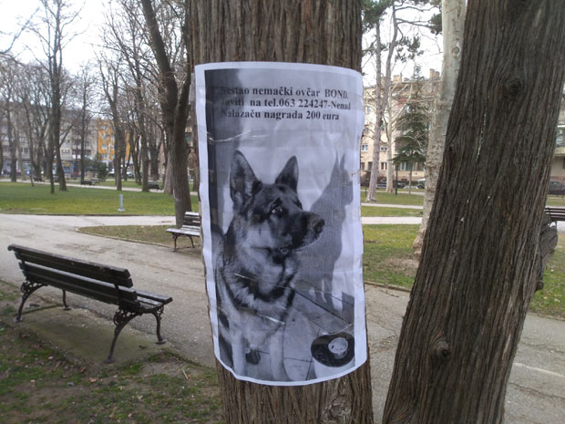 Пожаревац: Нестао Бонд, налазачу награда 200 евра