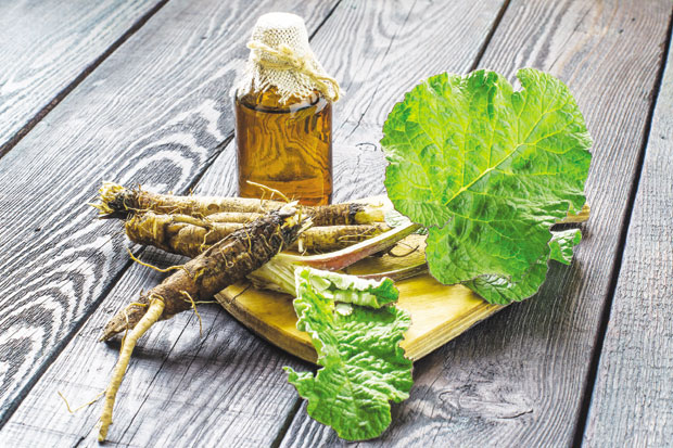 Чичак - лековит и корен и семе