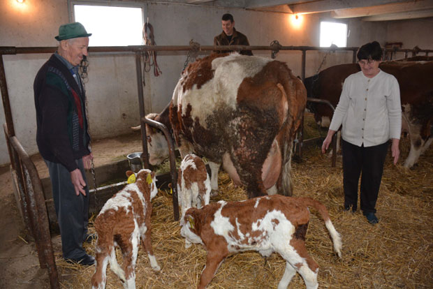 Крава Шаруља донела троструку радост 