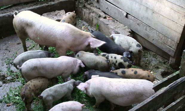 Отишао да нахрани свиње па преминуо