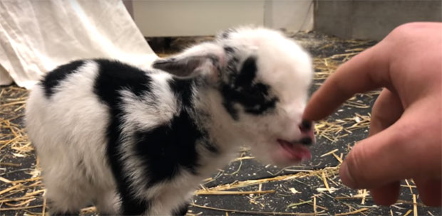 ПОГЛЕДАЈТЕ: Ово јаре испушта најслађи звук икада када престану да га мазе