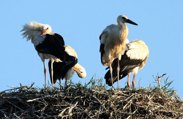 Банаћани писали председнику Либана: Не убијајте наше роде