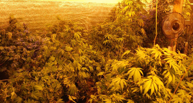 Откривене две лабораторије за производњу марихуане