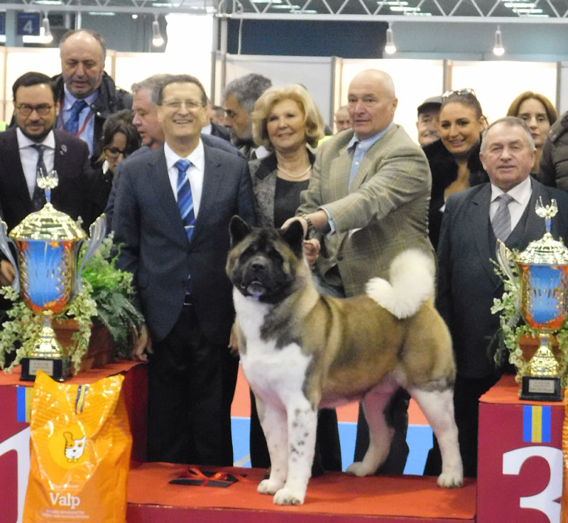 Америчка акита на трону