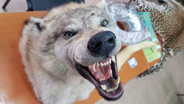 У ЗОО-ВРТУ НА ПАЛИЋУ ЗАНИМЉИВА КОЛЕКЦИЈА: Шверцоване животиње на изложби