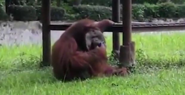Зоо врт на удару критика због цигарете и орангутана (ВИДЕО)