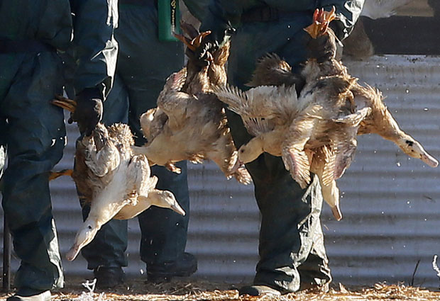 Кина: Птичји грип на фарми патака